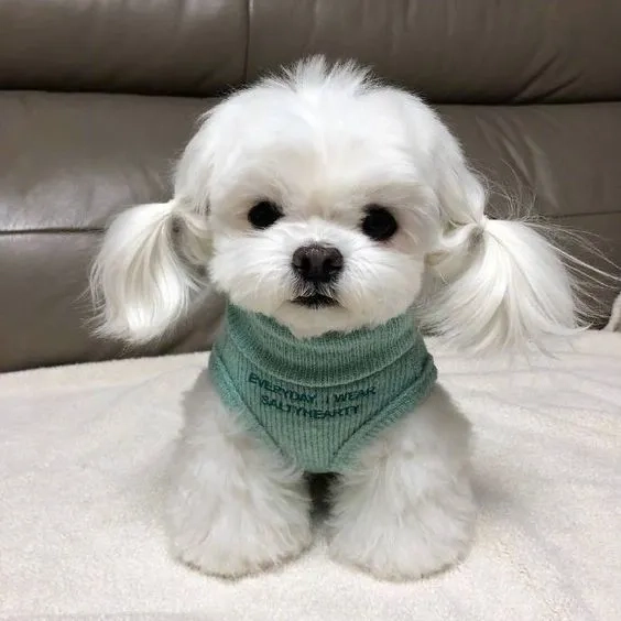 Avatar chó shiba bựa tạo nên một không gian vui nhộn và hài hước
