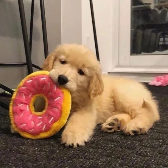 Hình nền chó shiba hoạt hình tạo không gian sinh động và dễ thương