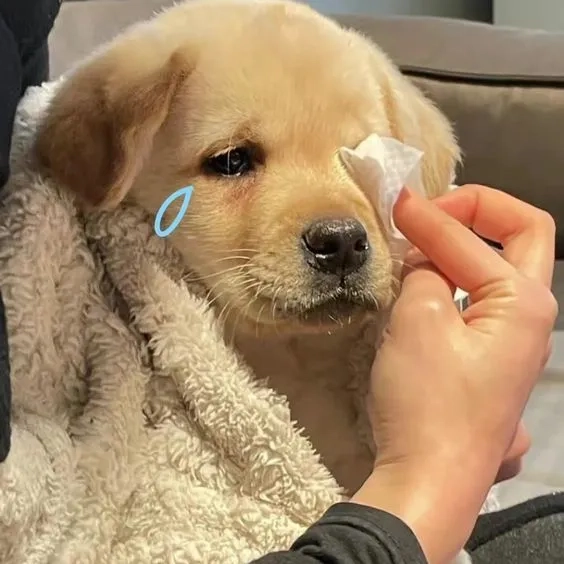Hình nền shiba giúp bạn thể hiện phong cách dễ thương và ngọt ngào