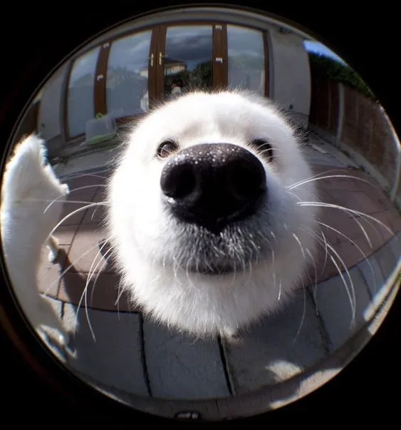 Hình nền shiba cute tạo không gian dễ thương và đáng yêu cho màn hình