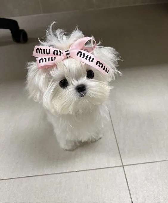 Avatar chó corgi mang lại sự dễ thương và năng động cho profile của bạn