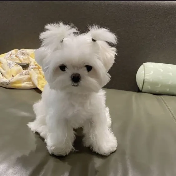 Avatar con chó cute giúp bạn thể hiện sự dễ thương và ngọt ngào