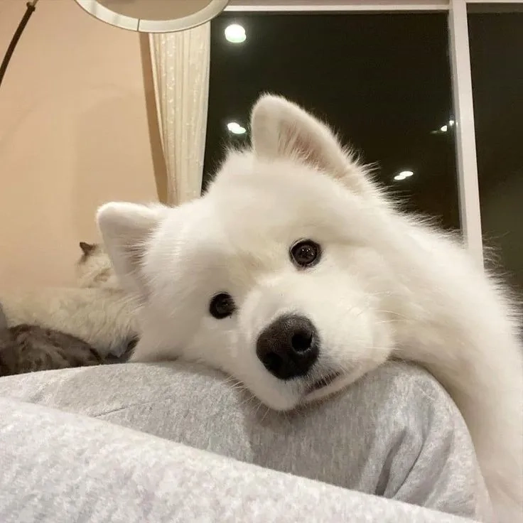 Avatar chó mèo cute tạo nên vẻ đẹp đáng yêu và dễ thương cho bạn