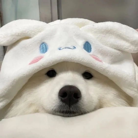 Avatar cún cute sẽ khiến bạn trở nên vui vẻ và thú vị hơn trên mạng