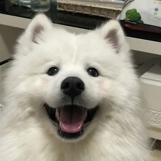 Ảnh avatar chó cute mang đến sự đáng yêu và dễ chịu cho không gian