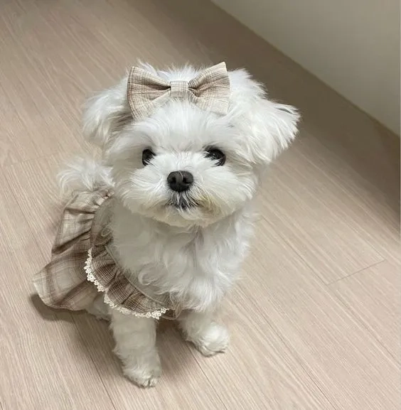 Hình nền con chó cute tạo không gian dễ thương cho màn hình điện thoại