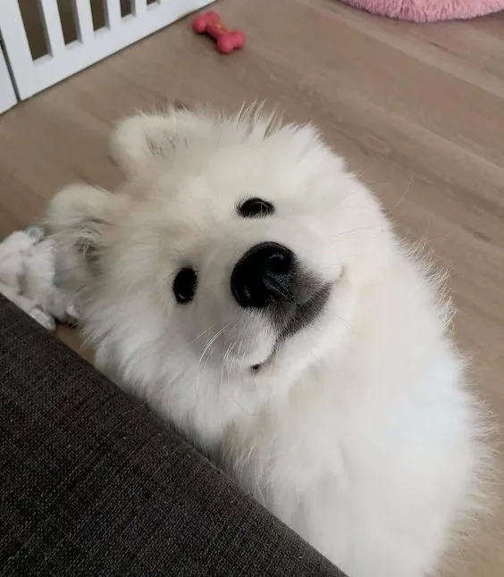 Hình nền cute chó con dễ thương giúp bạn thể hiện sự dễ thương hoàn hảo