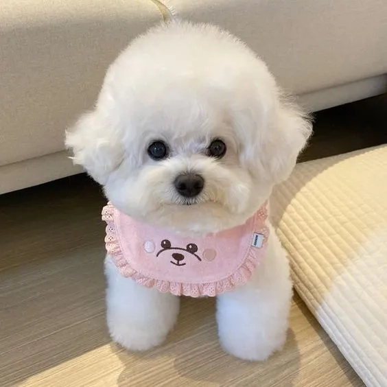 Hình nền cún con dễ thương mang lại không gian vui tươi và đáng yêu
