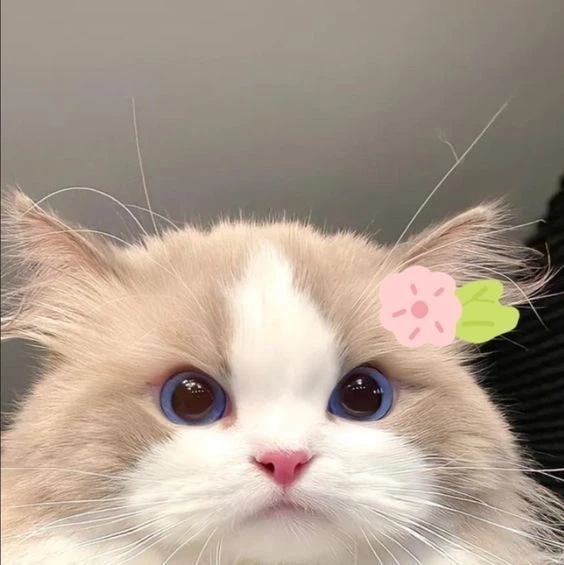 Avatar cánh cụt cute mang đến vẻ dễ thương và đáng yêu tuyệt vời