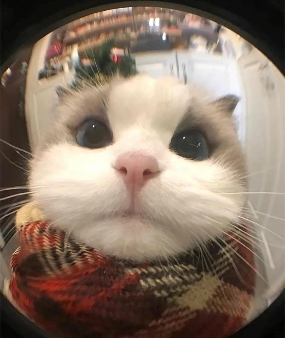 Avatar cá heo cute tạo không gian tươi sáng và dễ thương