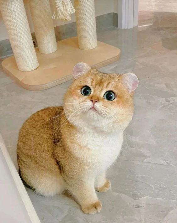 Anime chibi cặp đôi cute thể hiện tình bạn đáng yêu và ngọt ngào