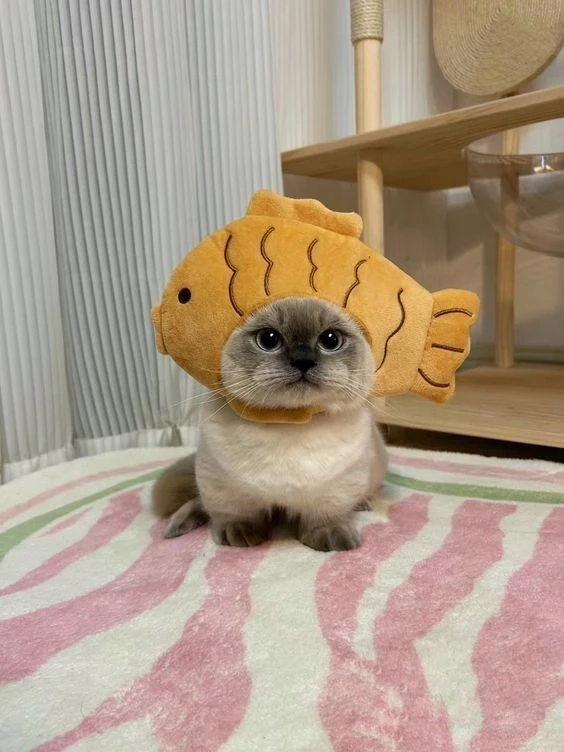Avatar vịt cute mang đến hình ảnh dễ thương và vui nhộn