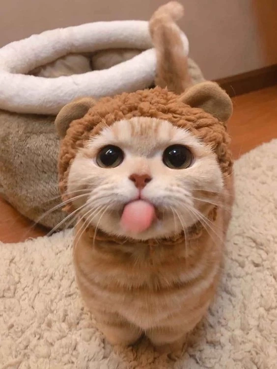 Avatar vịt trắng cute thể hiện sự ngọt ngào và tươi sáng