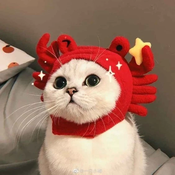Avatar đôi cho bạn thân nữ cute tạo không gian ngọt ngào và thân thiết