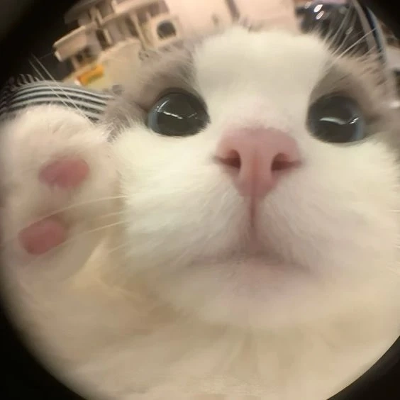 Hình avatar nữ cute mang lại không gian nhẹ nhàng và dễ thương
