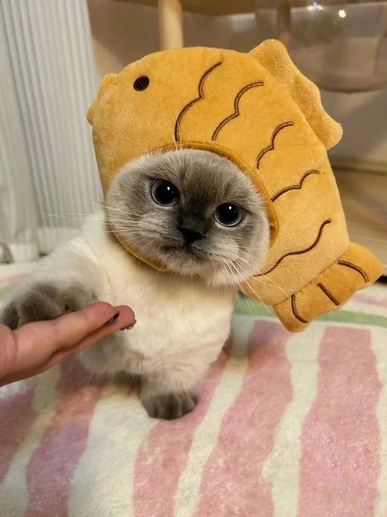 Avatar hình nền khủng log cute ff tạo điểm nhấn tươi mới và dễ thương
