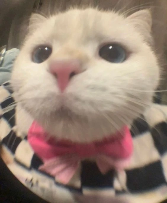Avatar khủng log cute mang đến sự ngộ nghĩnh và dễ thương cho người xem