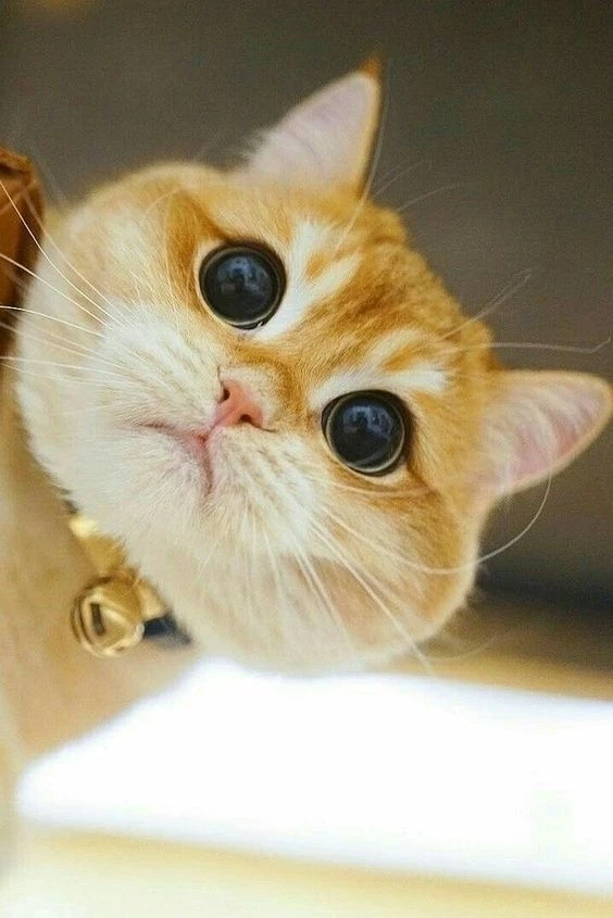 Chibi avatar đôi khủng log tạo sự kết hợp hoàn hảo giữa cute và mạnh mẽ