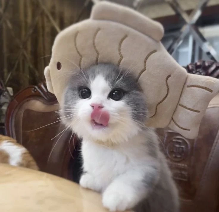 Avatar đẹp cho nam cute tạo vẻ đẹp dịu dàng và cuốn hút