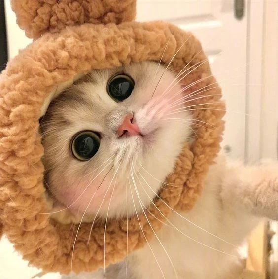 Hình avatar nam cute mang lại không gian tươi mới và dễ mến