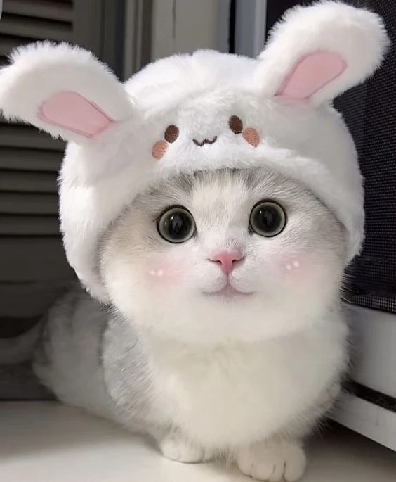 Avatar anime nam cute mang đến sự ngọt ngào và dễ mến cho người xem