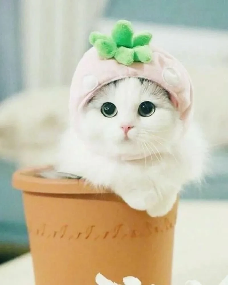 Avatar meo đáng yêu phù hợp cho những ai yêu thích mèo