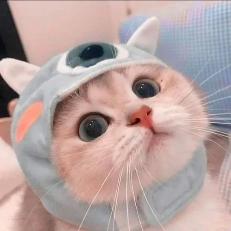 Ava mèo dễ thương, là lựa chọn yêu thích của những ai yêu thú cưng