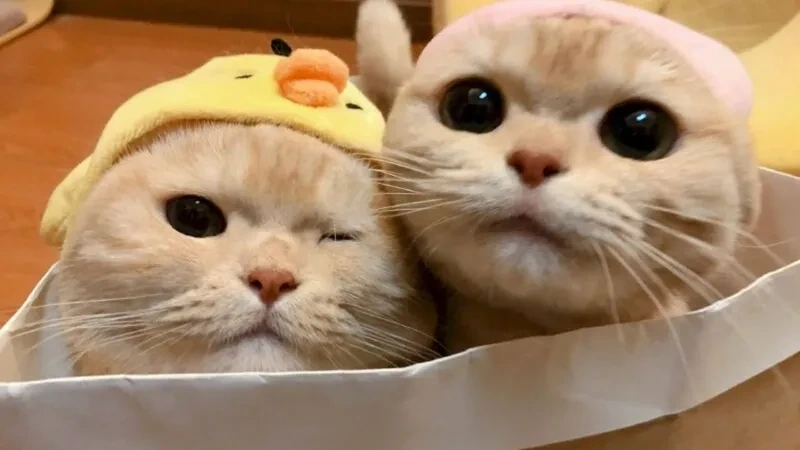 Avt mèo đáng yêu với đôi mắt to tròn, dễ làm tan chảy lòng người