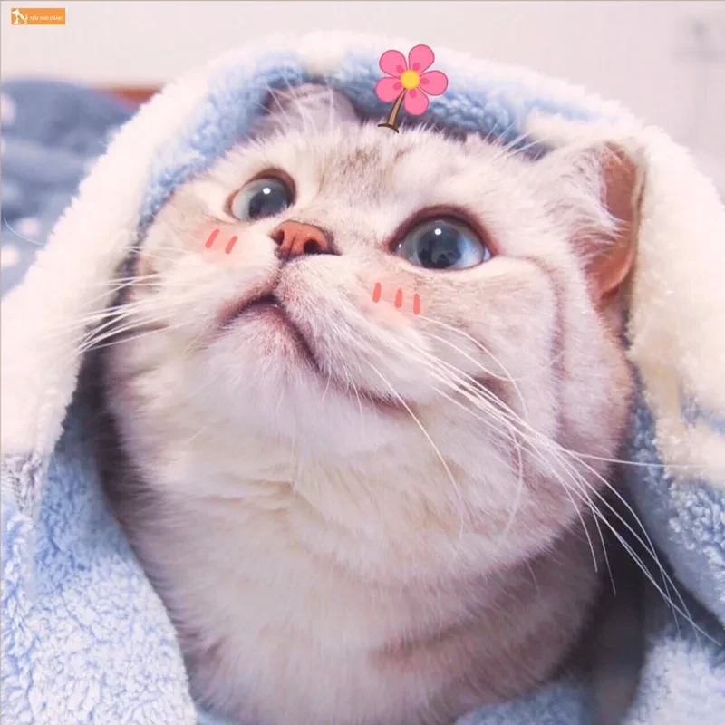 Avatar cute mèo thể hiện sự ngọt ngào và đáng yêu của những chú mèo