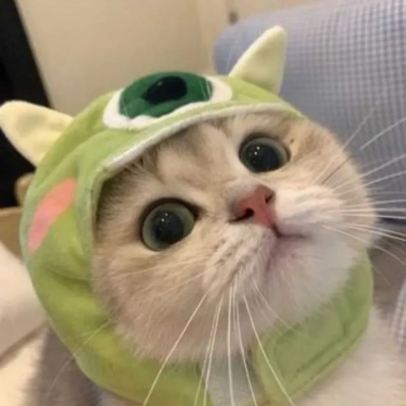 Avatar mèo cute thích hợp cho những ai yêu mến động vật dễ thương