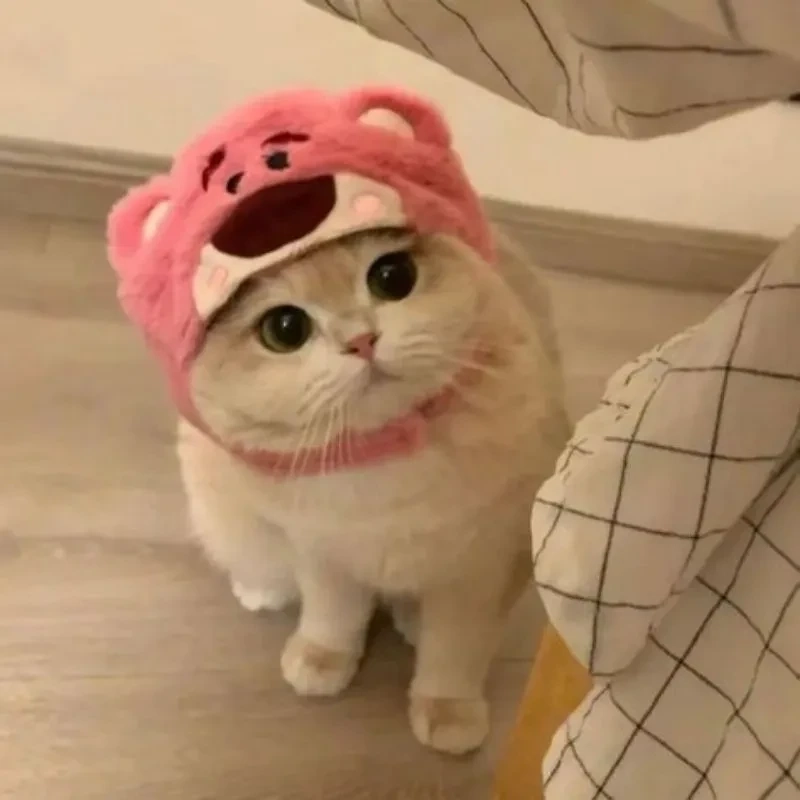 Avatar ngộ nghĩnh ảnh mèo cute tạo ấn tượng dễ chịu cho mọi người