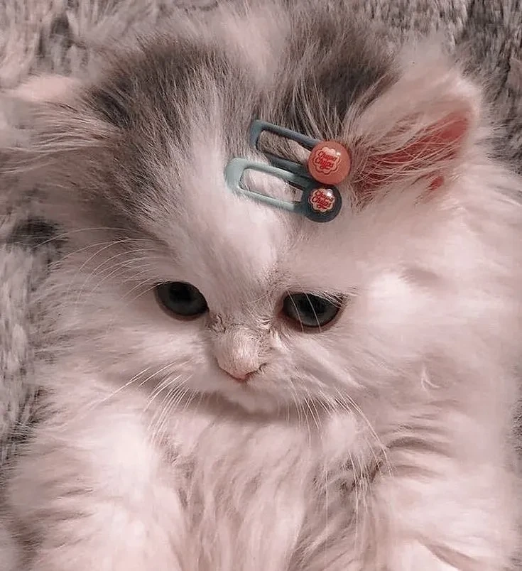 Avt cute mèo với vẻ ngoài dễ thương và vui nhộn cho các tín đồ mèo