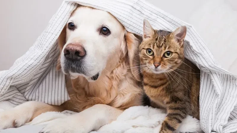 Avt đôi mèo đáng yêu, kết hợp giữa hai chú mèo làm nổi bật tình bạn và tình yêu