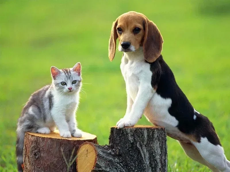Avt chó mèo dễ thương với thiết kế ngộ nghĩnh và đáng yêu
