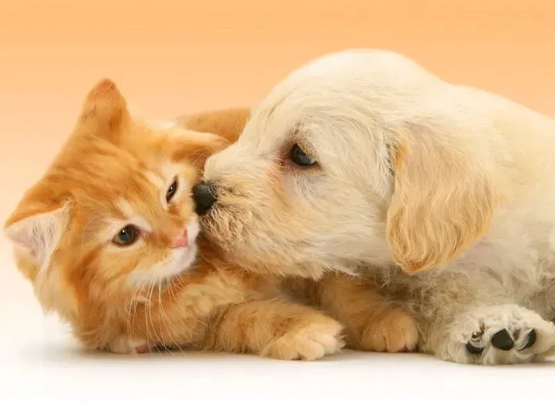 Avt đôi chó mèo tạo hình dễ thương, đáng yêu cho người yêu thú cưng