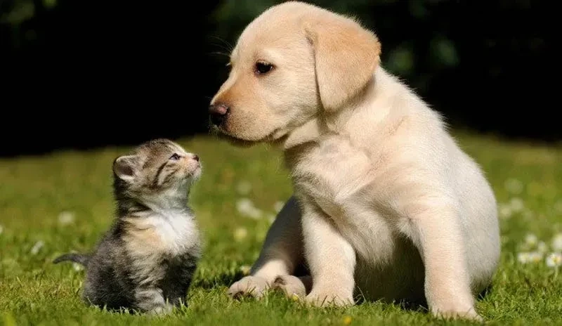 Avatar chó mèo cute với nét vẽ đáng yêu, phù hợp cho các fan