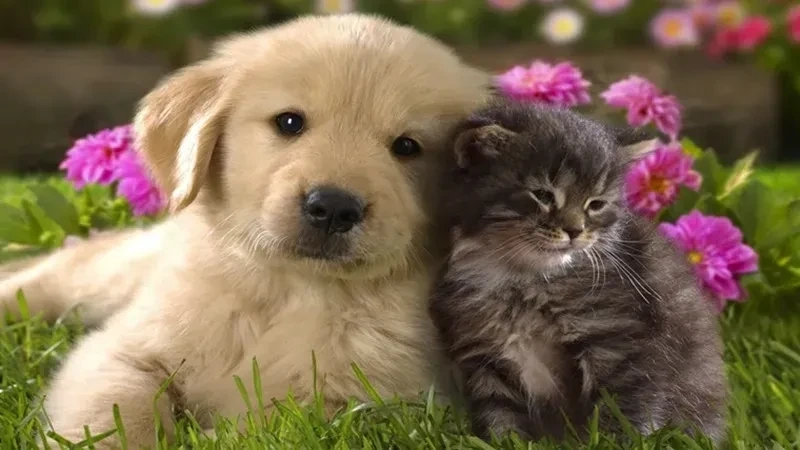 Ava mèo cute mang lại cảm giác dễ chịu và ngọt ngào
