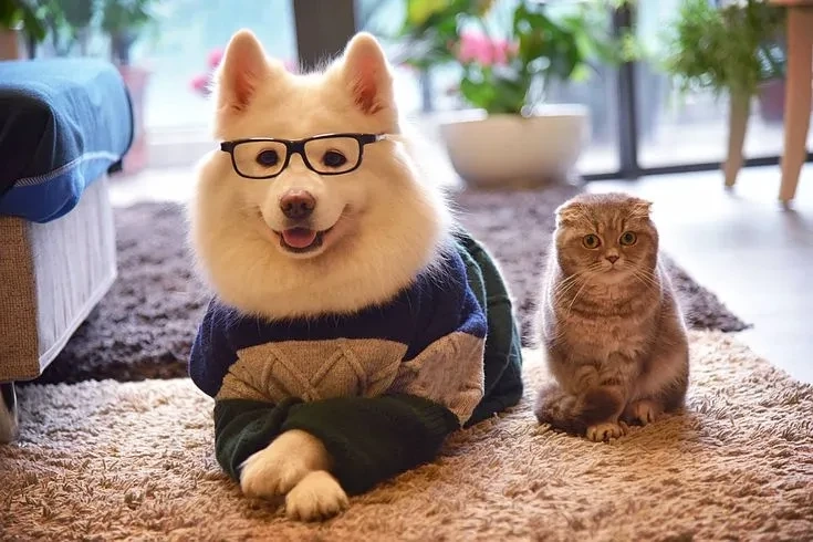 Avatar con mèo cute giúp làm nổi bật sự ngọt ngào và đáng yêu