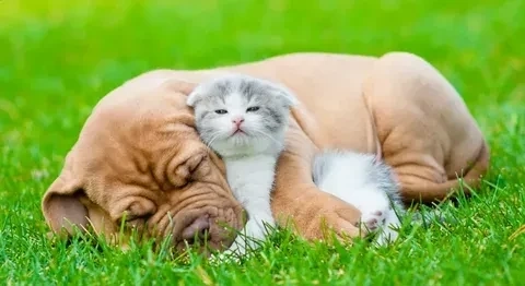 Avatar hình con mèo dễ thương phù hợp cho những ai yêu thích mèo
