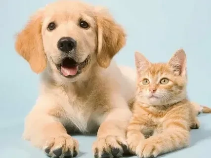 Avatar hình mèo dễ thương tạo cảm giác vui tươi và dễ mến