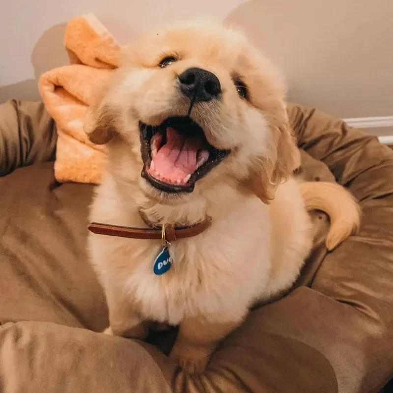Avatar chó cute với thiết kế ngộ nghĩnh, đáng yêu và dễ thương