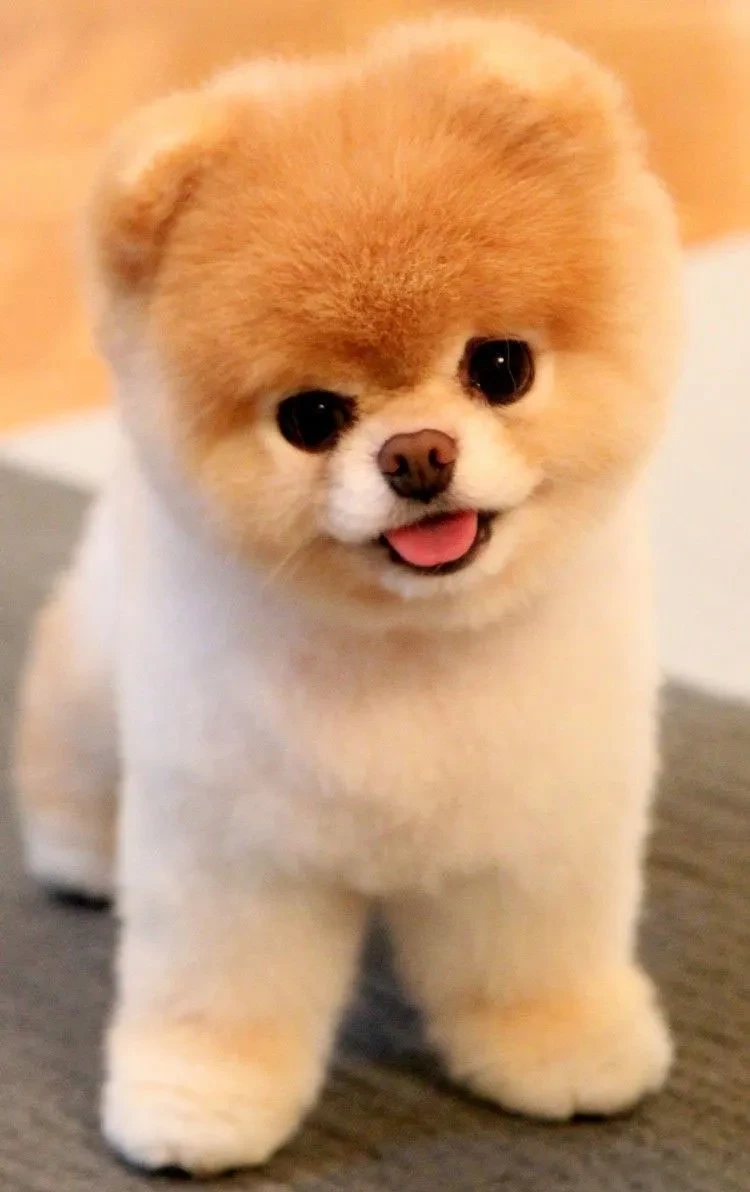 Avatar con chó cute phù hợp cho những ai yêu thích chó dễ thương