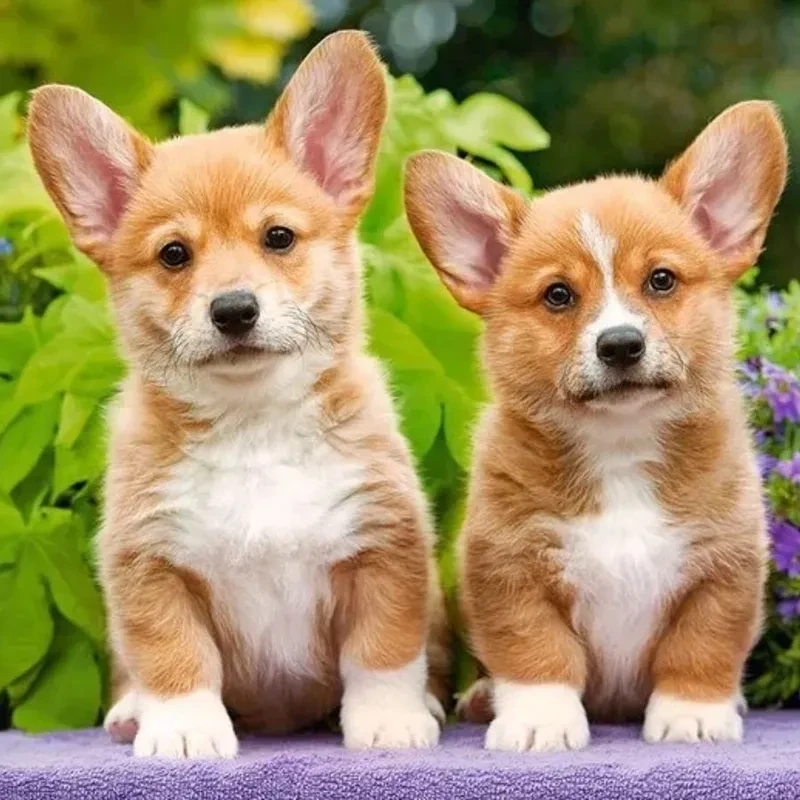 Avt con chó tạo nên sự thú vị, dễ thương và ngọt ngào