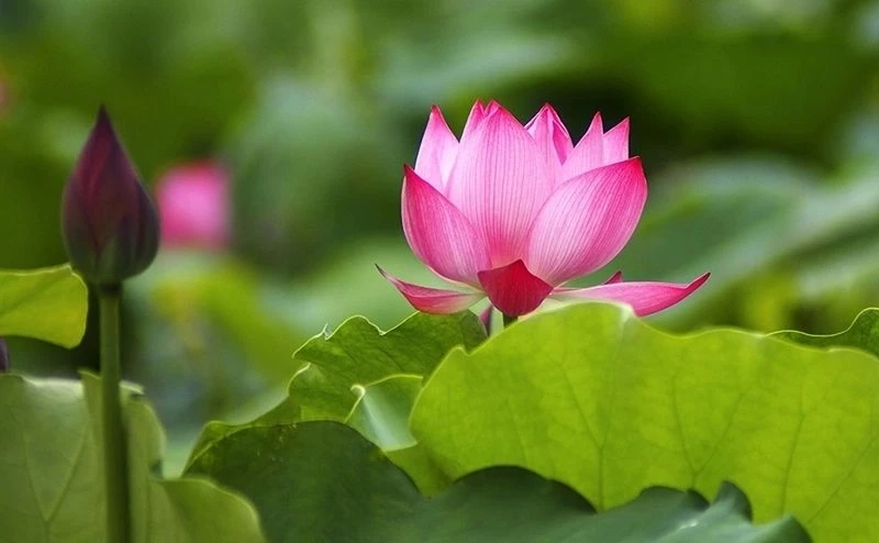 Hình đại diện hoa hồng thể hiện vẻ đẹp thanh thoát và tươi mới