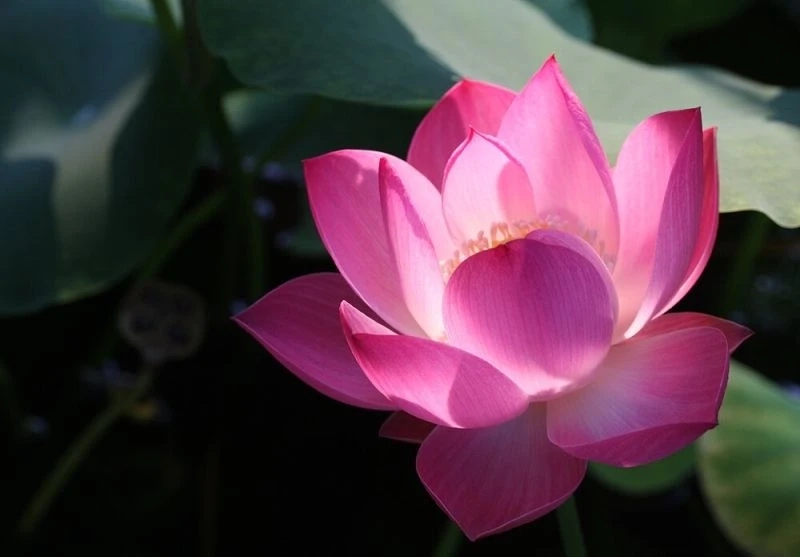 Avatar hoa hướng dương đẹp mang lại sự tươi sáng và năng động