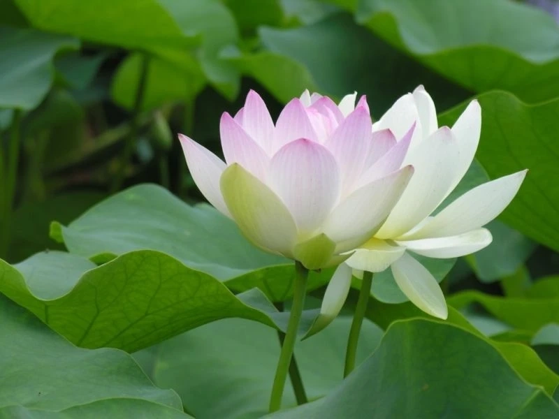 Avatar hướng dương tạo hình ảnh đầy sức sống và tươi mới