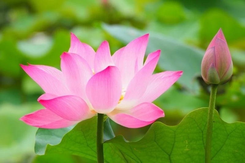 Hoa hướng dương avatar mang đến không gian rực rỡ và tươi sáng