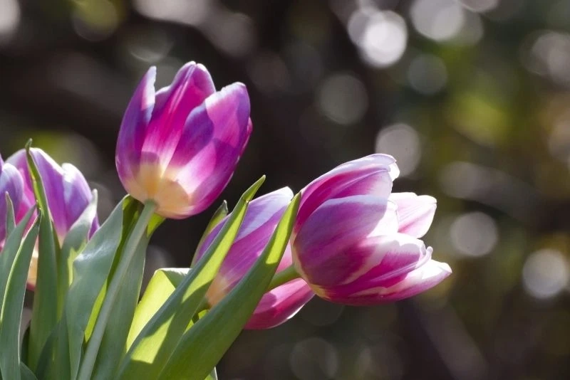 Ảnh avatar hoa tulip tạo không gian tươi mới và rực rỡ