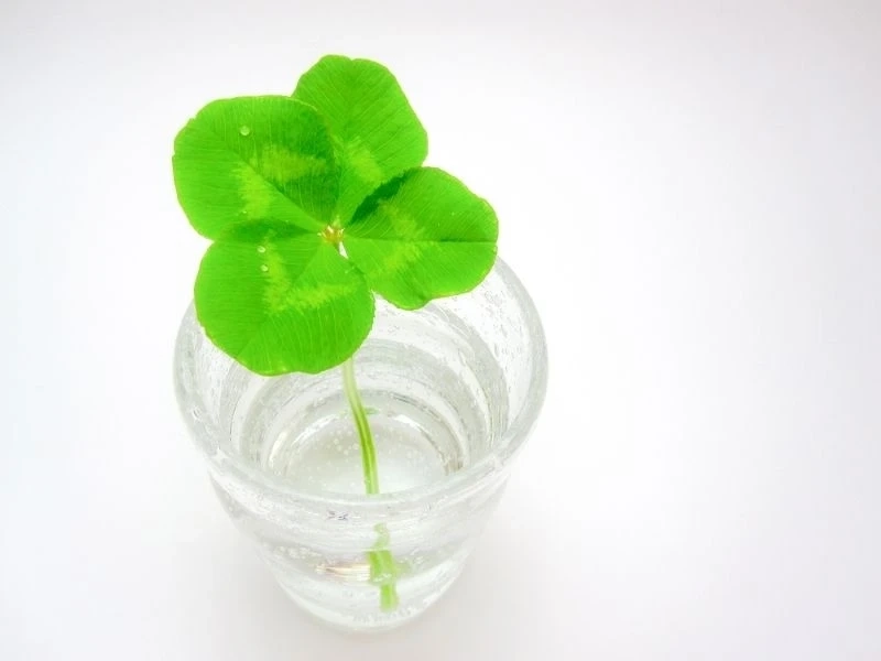 Hình nền điện thoại cỏ 4 lá may mắn mang lại sự may mắn mỗi ngày