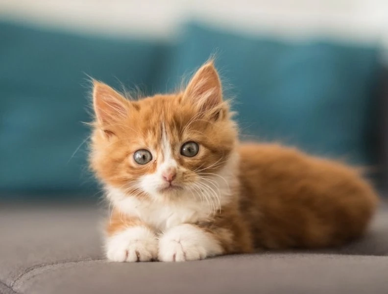 Con mèo avatar thể hiện sự ngọt ngào và dễ thương tuyệt vời